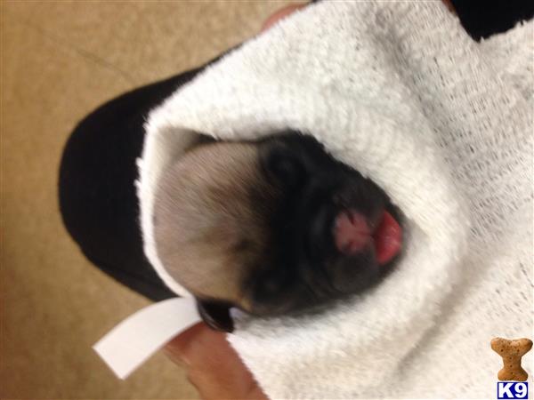 pug puppy posted by 492 CH KENNELS